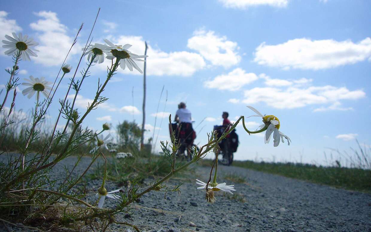 Fahrradfahrer auf dem Elberadweg