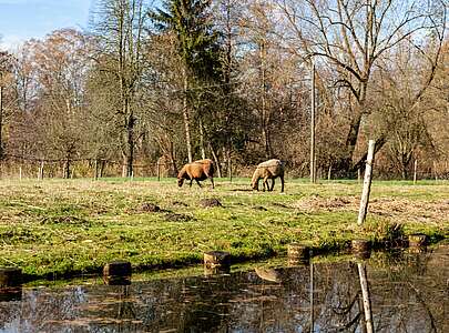 Tiere im Spreewald