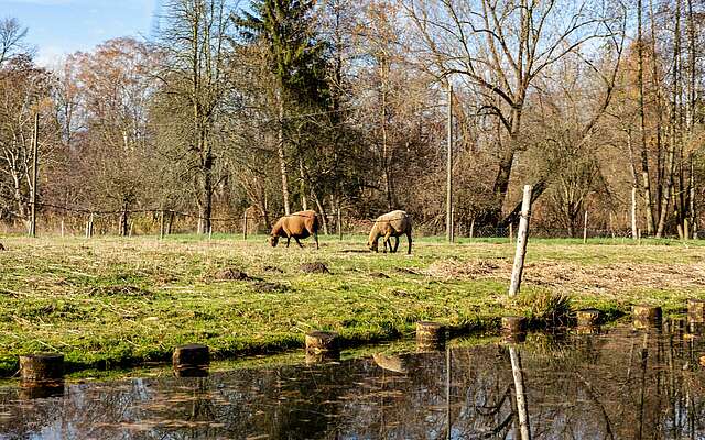 Tiere im Spreewald