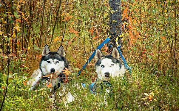 Wandern mit Huskies 