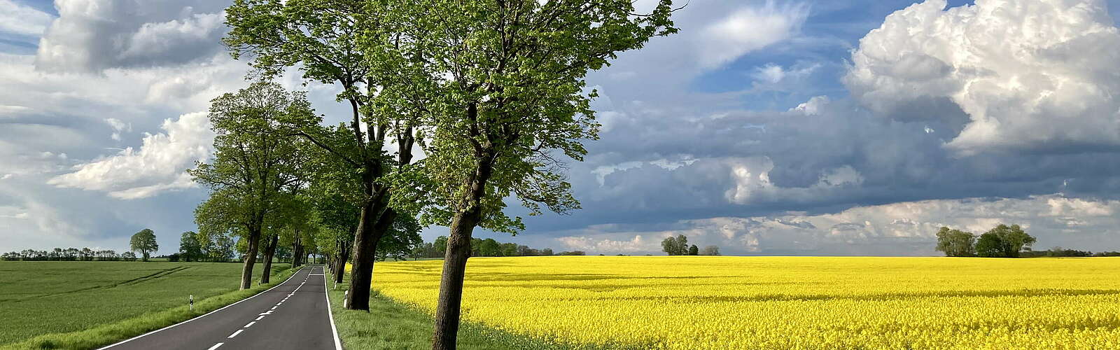 Country road with rape field,
        
    

        Picture: Tourismusverband Ruppiner Seenland e.V./Itta Olaj
