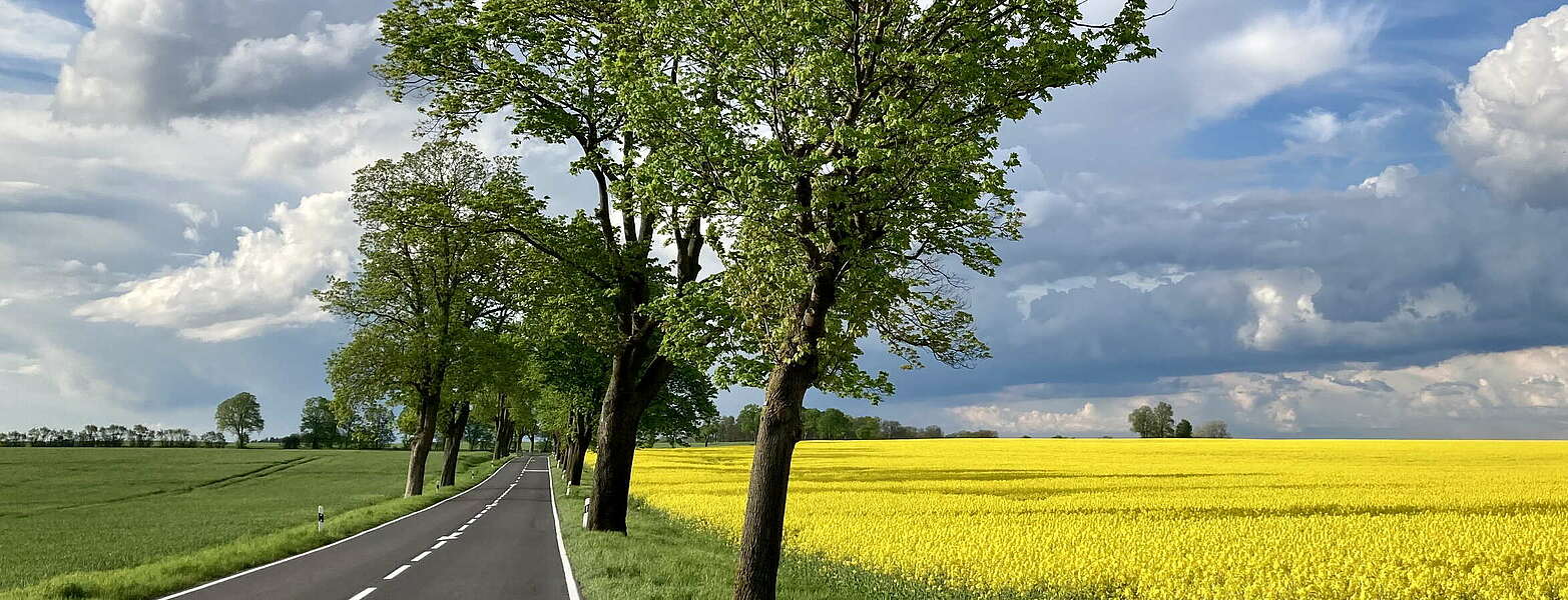 Country road with rape field,
        
    

        Picture: Tourismusverband Ruppiner Seenland e.V./Itta Olaj