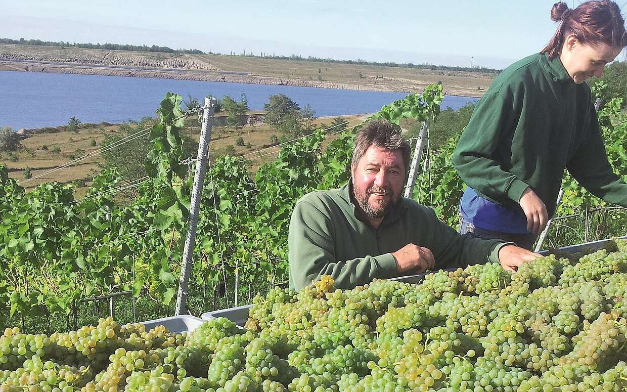 Weinanbau im ehemaligen Tagebau