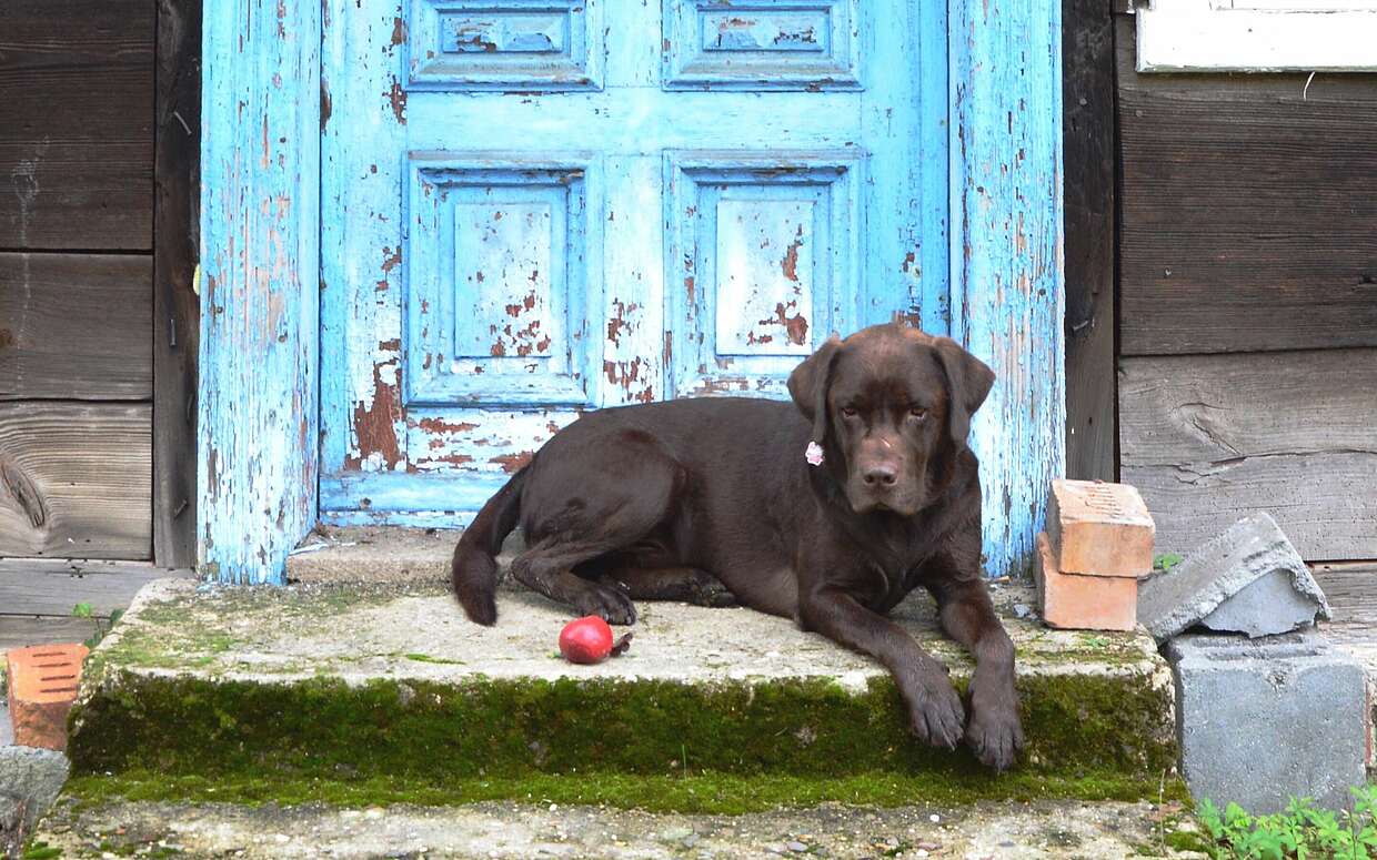 Hund wartet auf dem Treppenabsatz