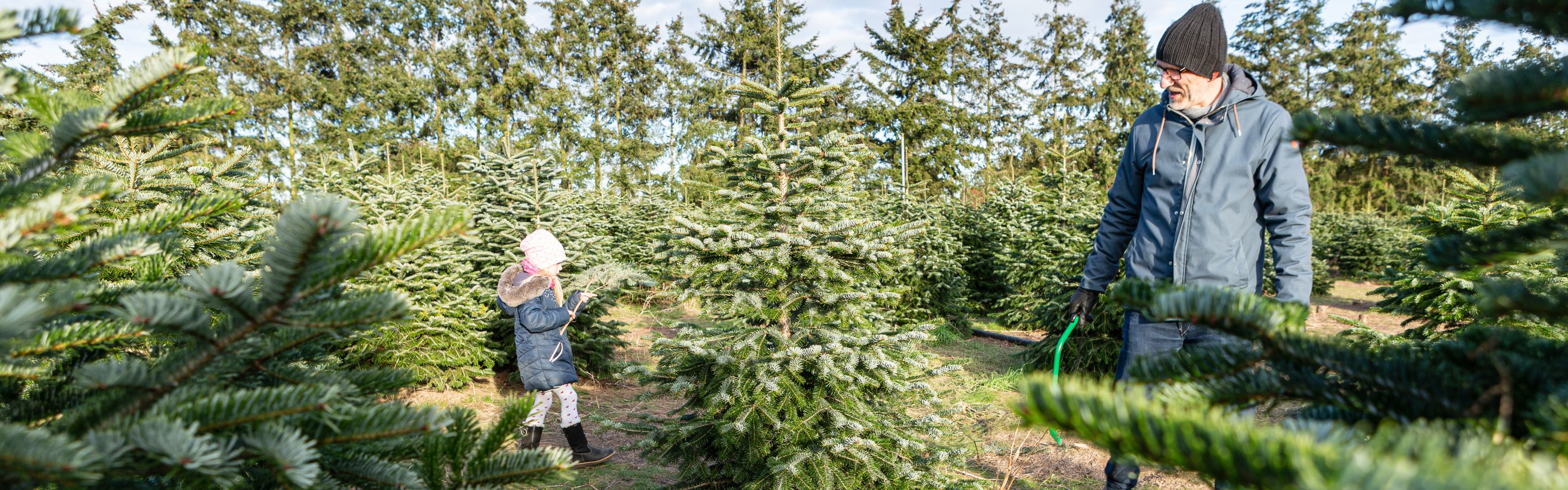 Weihnachtsbäume selber schlagen in Brandenburg 2024