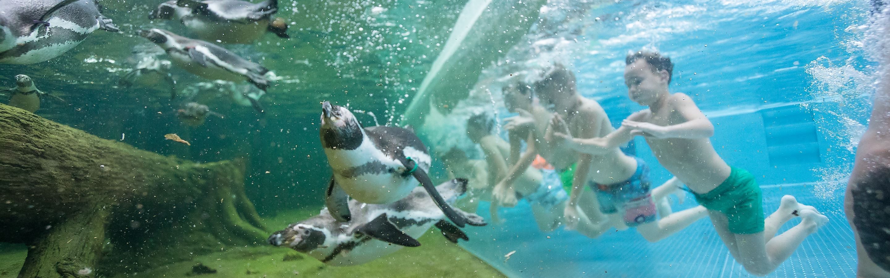 Spreewald Schwimmen Mit Pinguinen