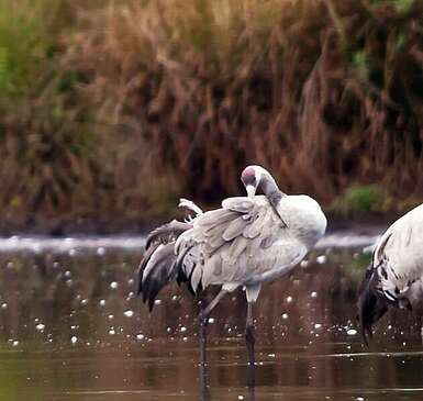 Heinz Sielmann Stiftung Wanninchen Kraniche Borcheltsbusch Foto Ralf Donat