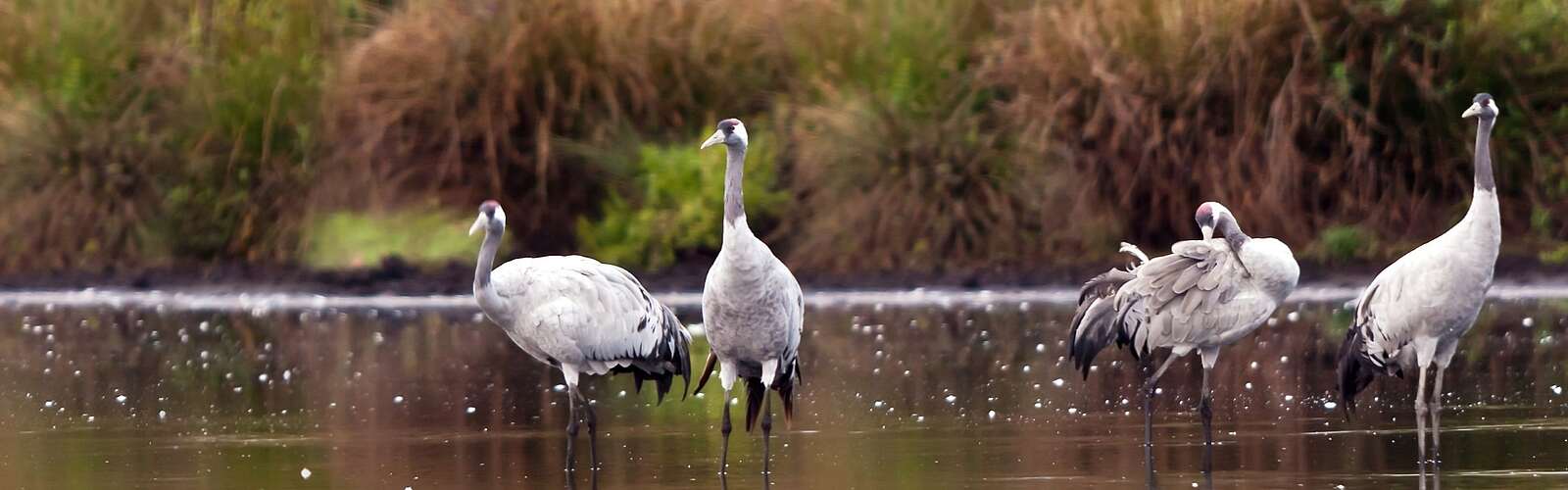 Heinz Sielmann Stiftung Wanninchen Kraniche Borcheltsbusch Foto Ralf Donat