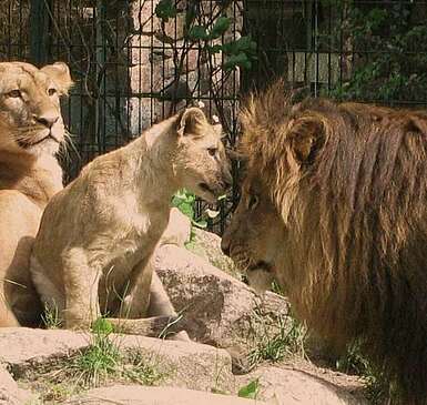 Zoos & Tierparks