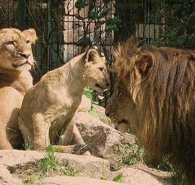 Zoos & Tierparks