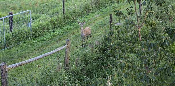 Rehe am Gut Gollin, Foto: TMB-Fotoarchiv/ Steffen Lehmann