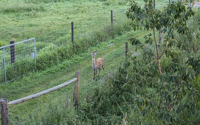 Rehe am Gut Gollin, Foto: TMB-Fotoarchiv/ Steffen Lehmann