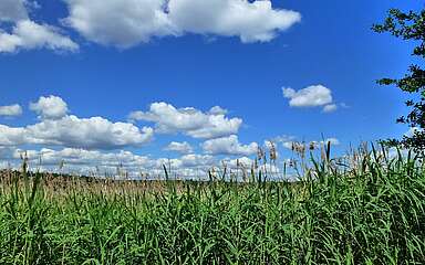 Ufer des Köthener See