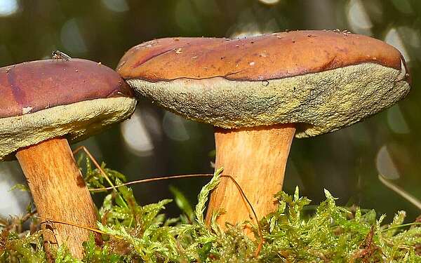 Pilze im Wald