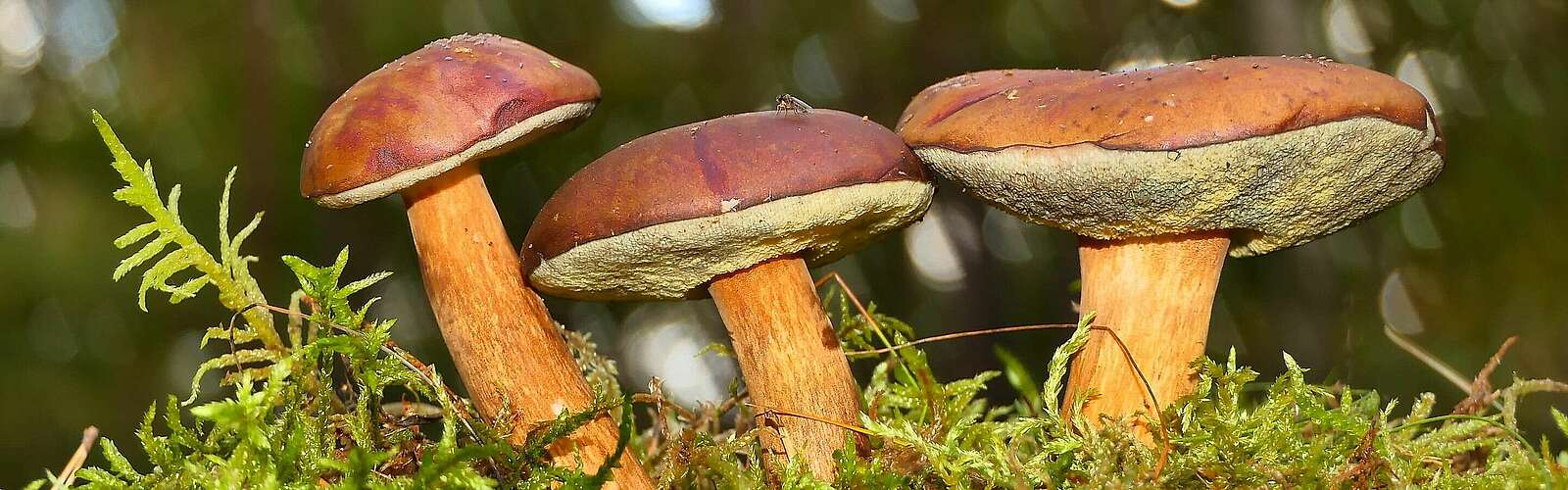 Pilze im Wald,
            
        
                Foto: Pixabay, a Canva Germany GmbH brand/Krzysztof Niewolny