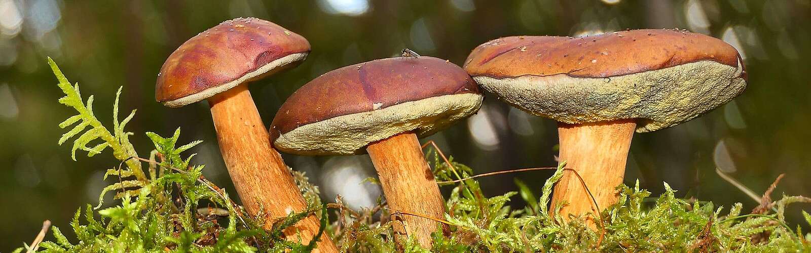 Pilze im Wald