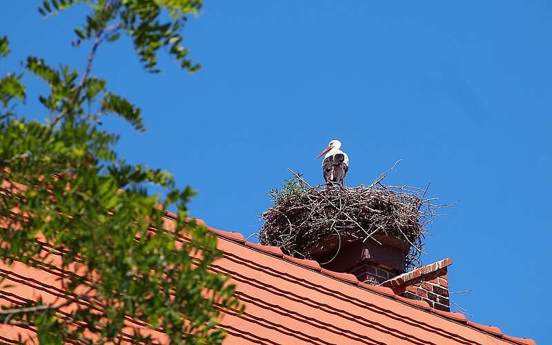 Ein Storch steht in seinem Nest, dass auf einem Dach mit roten Dachziegeln liegt. Link ragen grüne Blätter ins Bild.