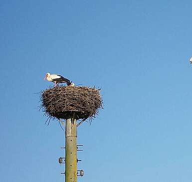 Stork nest in Linum