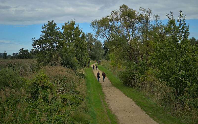 Eine Aufnahme aus Vogelperspektive zeigt einen natürlichen Fußweg durch eine grüne Schilf- und Baumlandschaft.