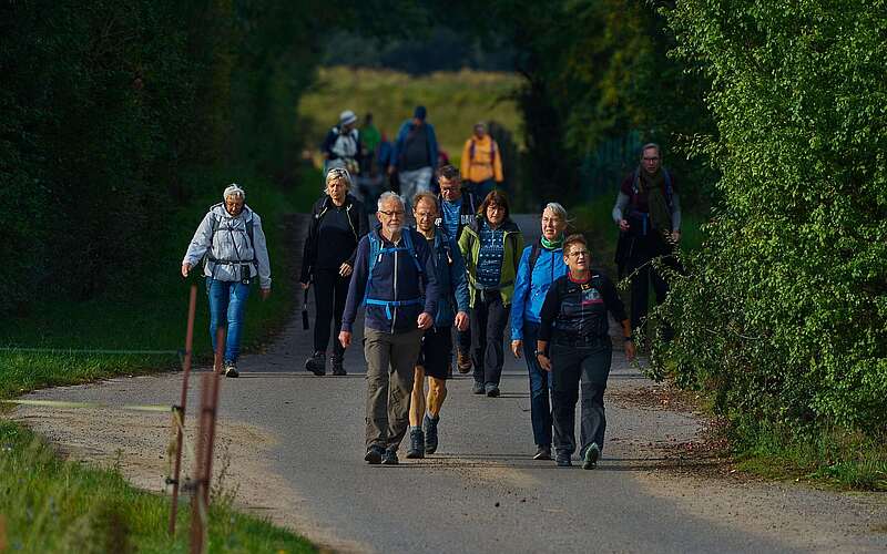 <p>Eine große Gruppe sportlicher Wanderer auf einem asphaltierten Weg zwischen grünen Bäumen</p>