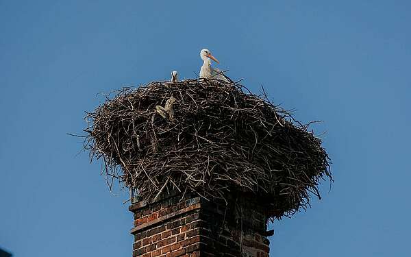 Storchennest