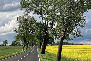 Country road with rape field