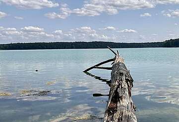 Der glasklare Stechlinsee