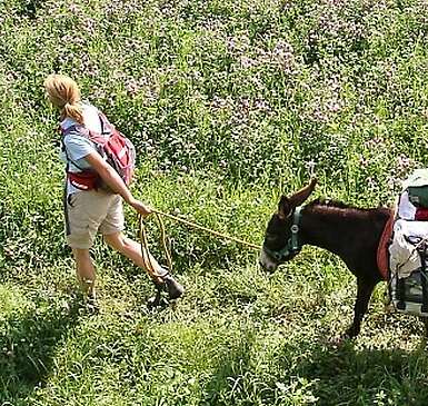 Brandenburg: Mit dem Esel unterwegs in der Uckermark