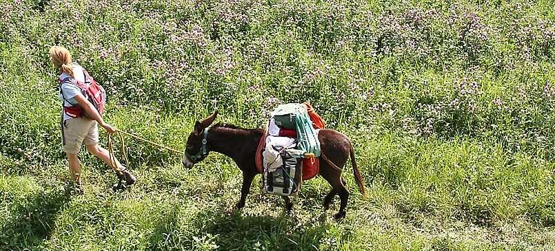 Brandenburg: Mit dem Esel unterwegs in der Uckermark