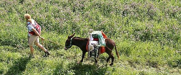 Brandenburg: Mit dem Esel unterwegs in der Uckermark