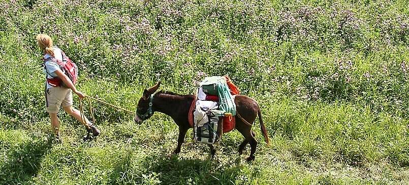 Brandenburg: Mit dem Esel unterwegs in der Uckermark