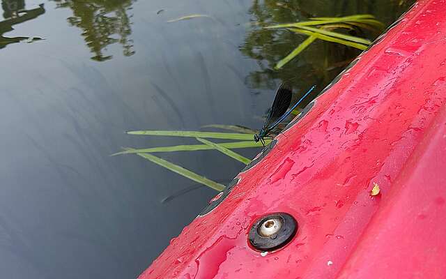 Libelle auf dem Kanu