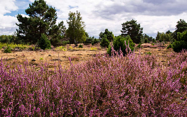Schönower Heide