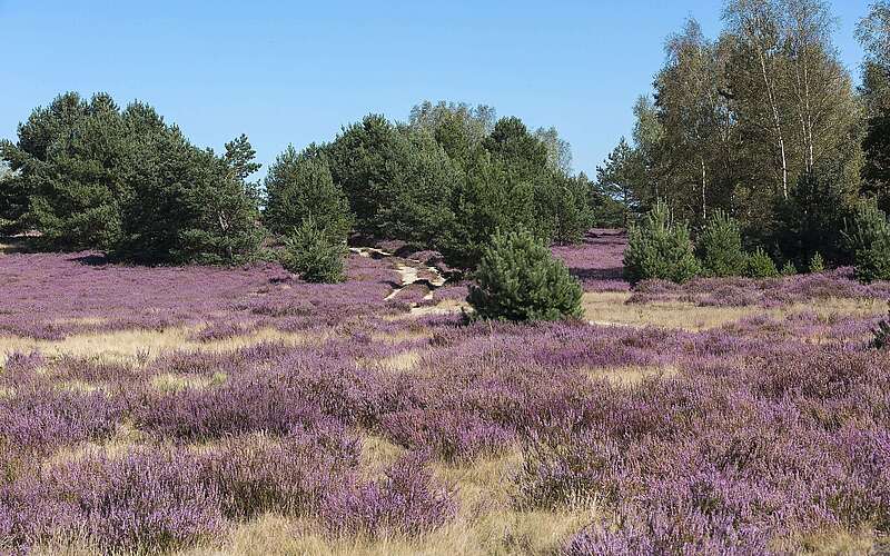 Blühende Heide