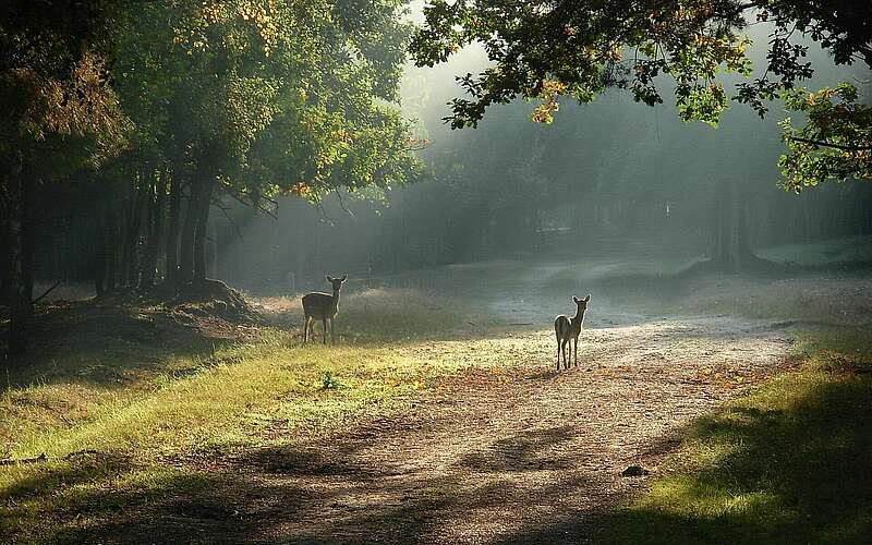



    
        
                Wildgehege Glauer Tal,
            
        
                Foto: Landschafts-Förderverein Nuthe-Nieplitz-Niederung e.V./Kein Urheber bekannt
            
    
