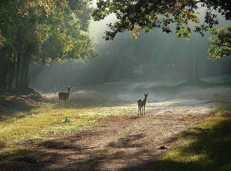 Wildgehege Glauer Tal