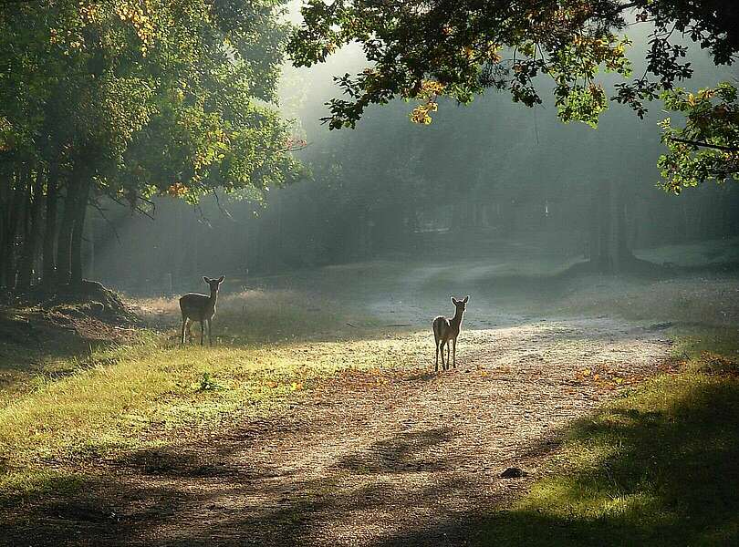 Wildgehege Glauer Tal