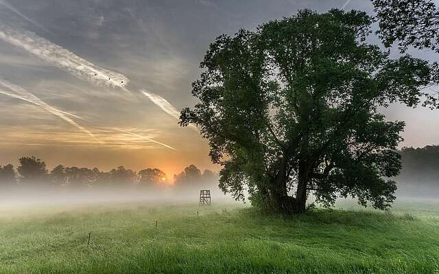 Morgentau auf den Spreewaldwiesen
