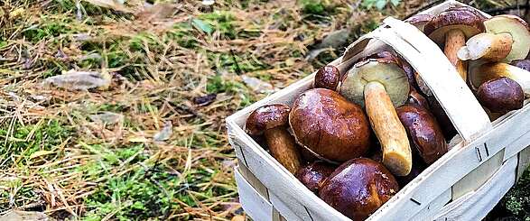 Pilzsuche im Wald