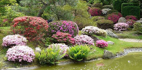 Bunte Blütenpracht im japanischen Bonsaigarten Ferch