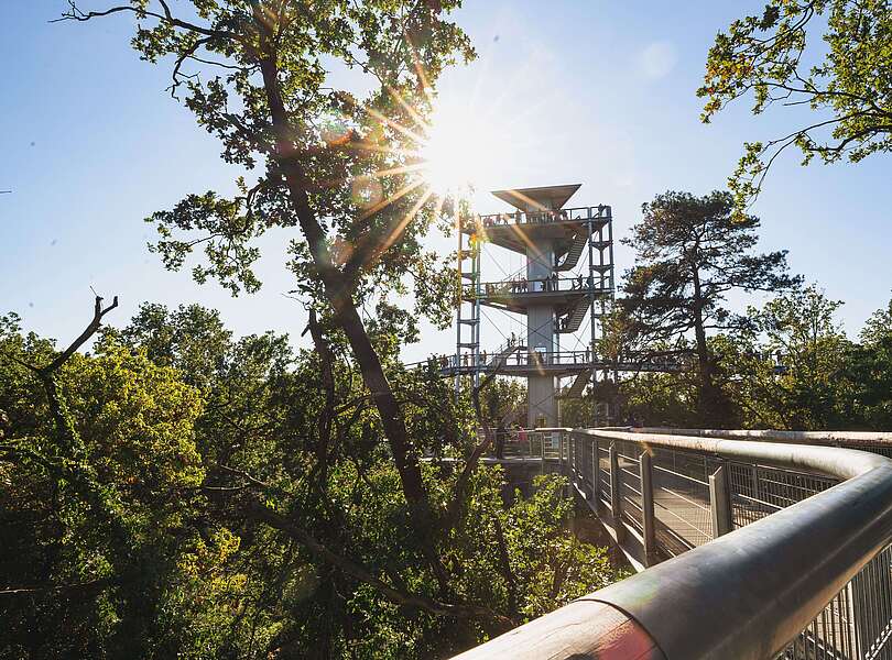 Baumkronenpfad "Baum & Zeit"