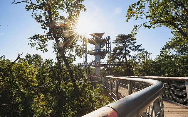 Baumkronenpfad "Baum & Zeit"
