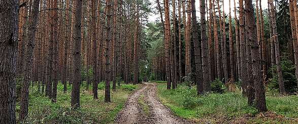 Findlingswanderweg im Hohen Fläming