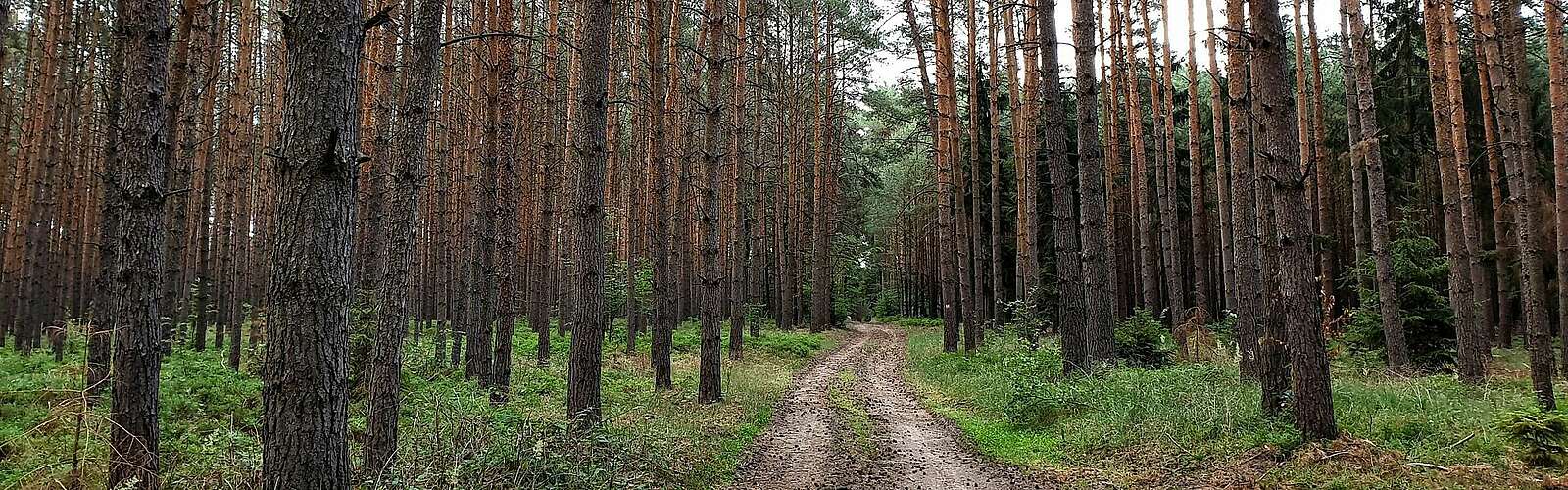 Findlingswanderweg im Hohen Fläming,
            
        
                Foto: TMB Tourismus-Marketing Brandenburg GmbH/Frank Meyer