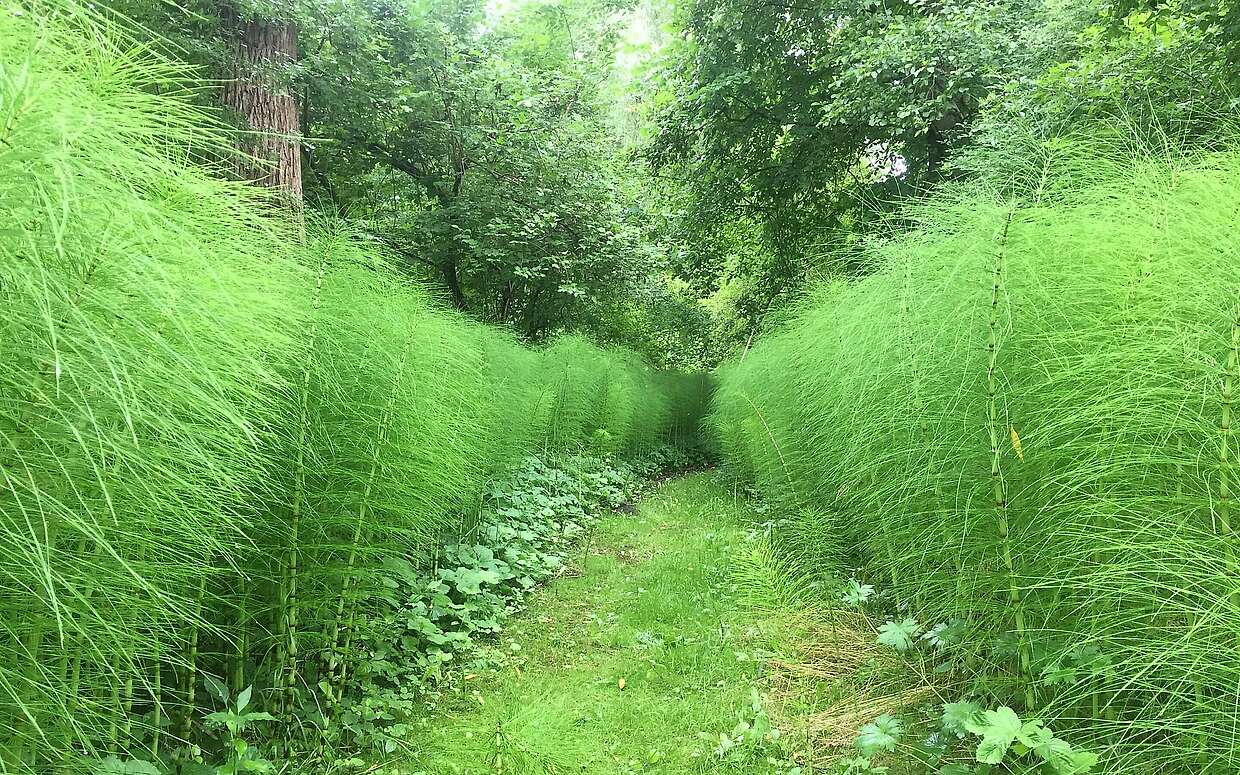 Riesenschachtelhalme im Forstbotanischen Garten in Eberswalde