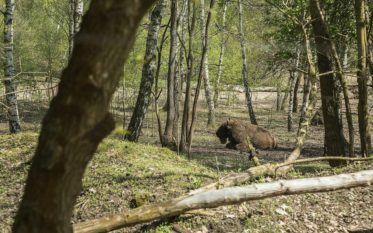 Wisent in Sielmanns Naturlandschaft Döberitzer Heide.