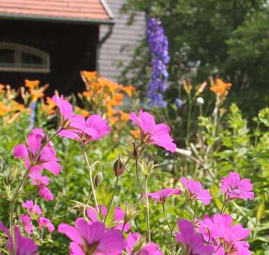 Blütenpracht im Bauerngarten