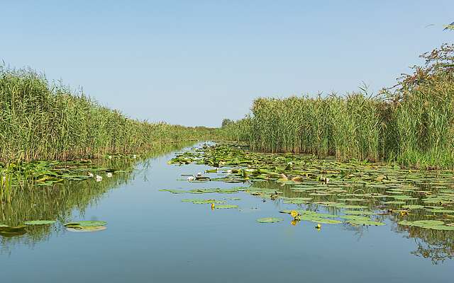 Oder mit Schilf und Seerosen