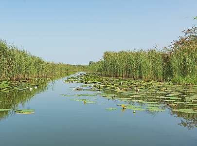 Oder mit Schilf und Seerosen