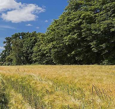 Landschaft bei Haßleben in der Uckermark